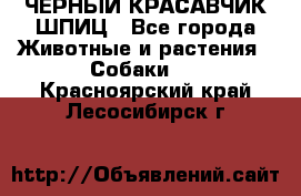 ЧЕРНЫЙ КРАСАВЧИК ШПИЦ - Все города Животные и растения » Собаки   . Красноярский край,Лесосибирск г.
